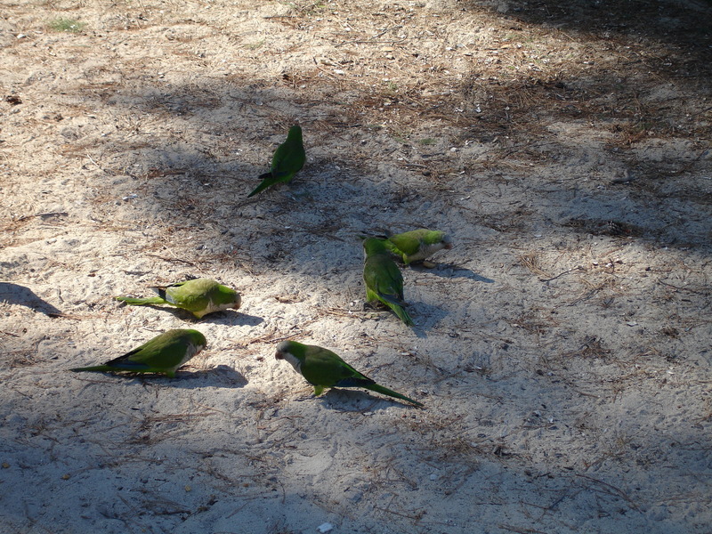 Майорка: Папагалите, които се мотаеха около плажа на Санта Понса